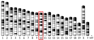 Chromosome 10 (mouse)