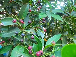 In fruit