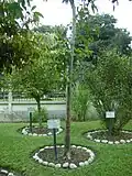Capirona tree