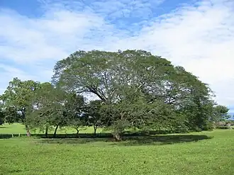 Enterolobium cyclocarpum