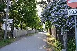 Õnne street in Liiva with trees and blooming lilac shrubs