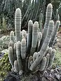 A hybrid with Cleistocactus strausii, Huntington Desert Garden