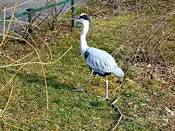 Grey heron[25] in Zagreb Zoological Garden, Croatia