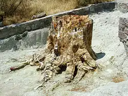 Base of conifer trunk with roots, Early Miocene, Lesbos, Greece
