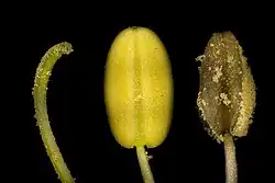 Microscopic image of Aquilegia vulgaris reproductive organs