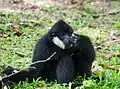 Northern white-cheeked gibbon, male