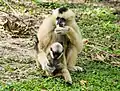 Northern white-cheeked gibbon, female and her baby
