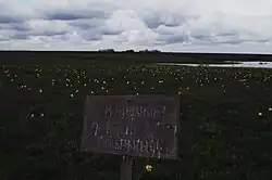 Tulip steppe, a protected area of Russia in Pugachyovsky District