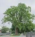 Bohdan Oak