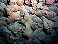 Broken pillow lavas, colored red by iron oxide, inside Vailuluʻu crater.
