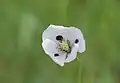 White-flower variety