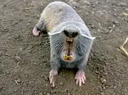 Gray blind mole-rat