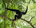 Male pileated gibbon