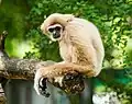 Female pileated gibbon