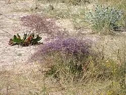Some of the pioneer halophytic vegetation.