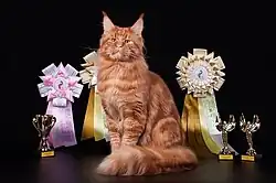 Red blotched tabby champion