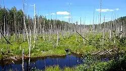 Kerzhenets Zapovednik