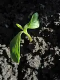 Cotyledons