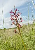 Inflorescence