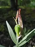Fruit