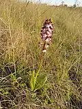 Field habitat