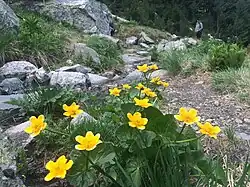 Flora of Skakavitsa