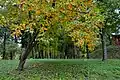 Trees in the park