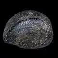 Seed under a microscope