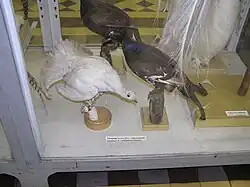 Taxidermies with different color anomalies