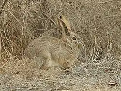A hare sitting among brambles