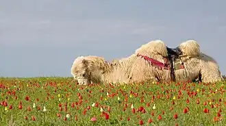 A resting Bactrian camel in spring in Kalmykian steppe, Russia.