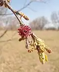 Turkey oak flower