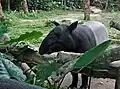 Malayan tapir