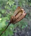 Open pod