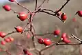 Rosehip in a natural reserve on the outskirts of the village