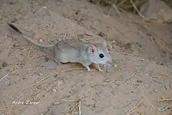 Gray gerbil