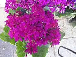 Cineraria deltoidea