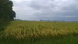 The village of Amshal