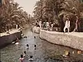 Young men swimming in Al-Awamiyah – a favorite local pastime