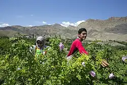 A young man and a woman in hijab reach toward the camera to pluck roses from a row of bushes.