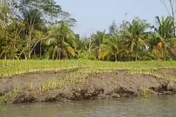 Riverbank erosion in Muladi Upazila, Barisal District