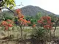 Palash in bloom