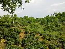 Ramgarh Tea Garden, Ramgarh