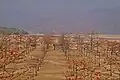 Natural scenario of Shimul Bagan