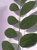 foliage