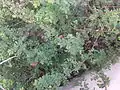 bush