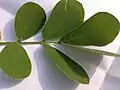 Cassia tora
