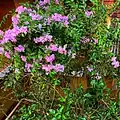 Shrubby growth