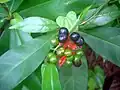 Rauvolfia serpentina