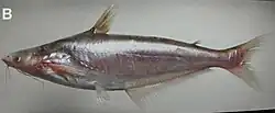 Helicophagus Leptorhynchus (also known as Patin Muncung in Indonesian)